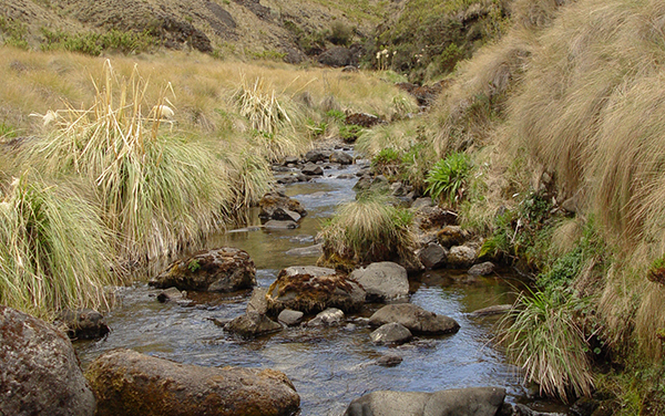 Aguas Eternas Riachuelo : Parque Nacional Chirripo