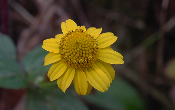 Flor Silvestre Amarilla : Parque Nacional Chirripo