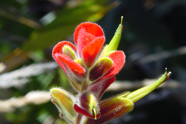 Flor Silvestre Roja : Parque Nacional Chirripo