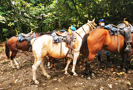 horseback riding tours arenal fortuna