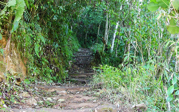 Sendero del Bosque : Parque Nacional Chirripo
